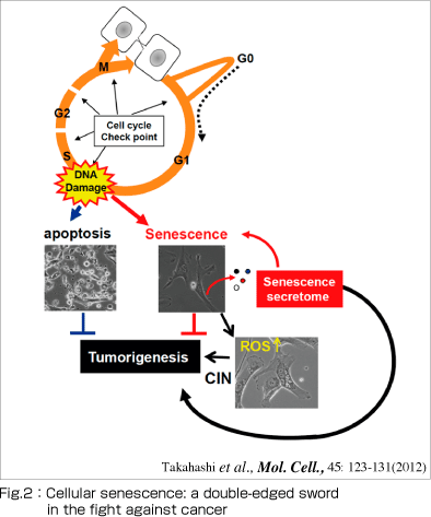Fig.2：Cellular senescence: a double-edged sword in the fight against cancer 