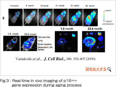 Fig.３：Real-time in vivo imaging of p16INK4a gene expression during aging process