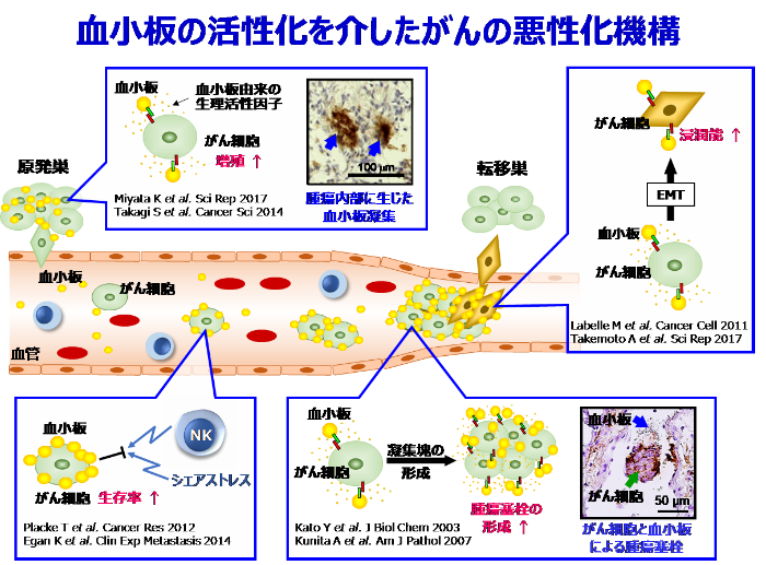 がん転移分子機構の解明とそれに基づく創薬 研究内容 がん化学療法センター