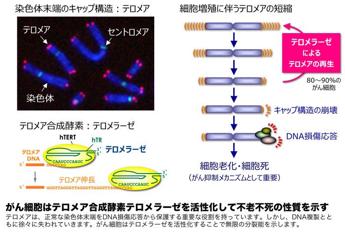 テロメアとがん細胞の不老不死性 研究内容 がん化学療法センター