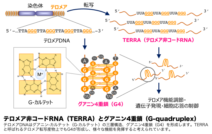 テロメアとがん細胞の不老不死性 研究内容 がん化学療法センター