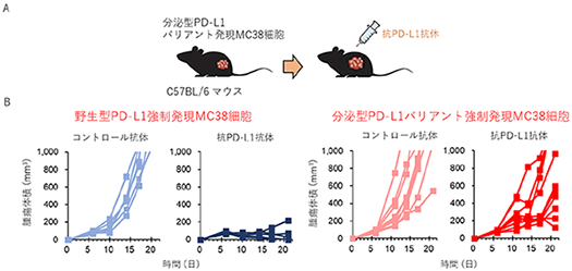 図:分泌型PD-L1バリアントは抗PD-L1抗体の治療耐性に寄与する