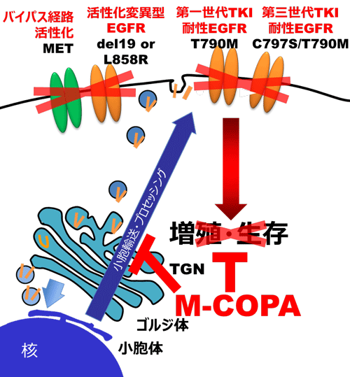 }P@M-COPAEGFR-TKIϐɑ΂RʁiTO}j