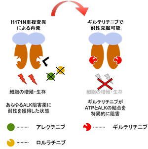 図2.ギルテリチニブは重複変異型ALKによる薬剤耐性を克服する