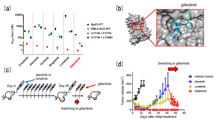 Figure. Gilteritinib  overcomes lorlatinib resistance.