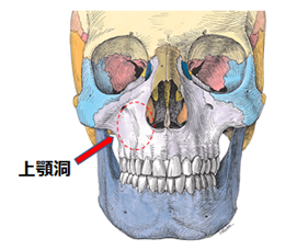 上顎洞がん 頭頸部がん がん研有明病院