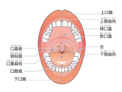 口腔がん 頭頸部がん がん研有明病院