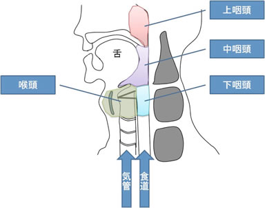 図：咽頭部