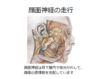 唾液腺がん 頭頸部がん がん研有明病院