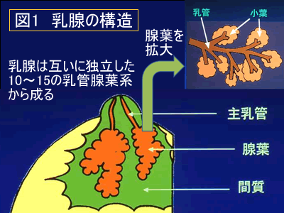 乳腺の構造