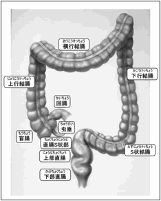 図：大腸