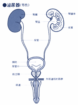 泌尿器（男性）図
