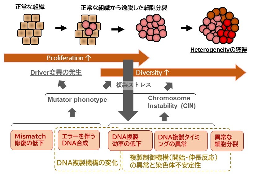 Changes in replication function during cancer progression