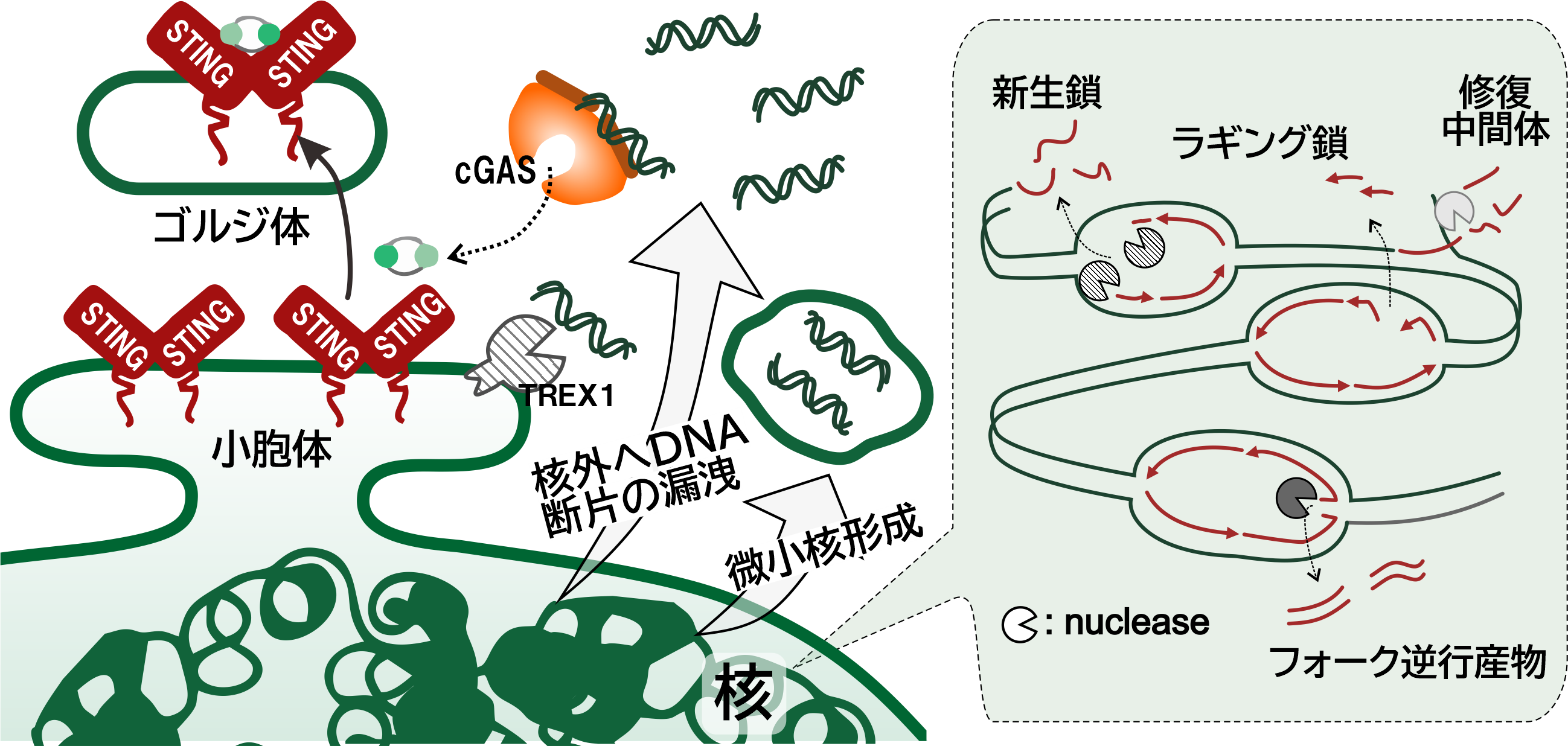 Inflammatory response induced by replication stress