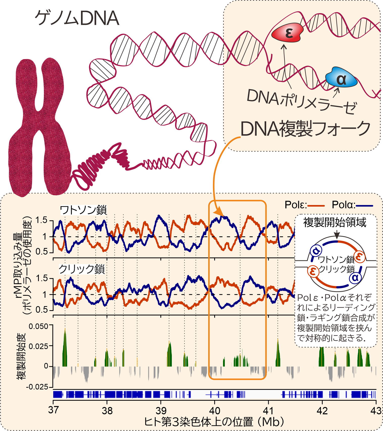 Genome-wide analysis of DNA polymerase functions