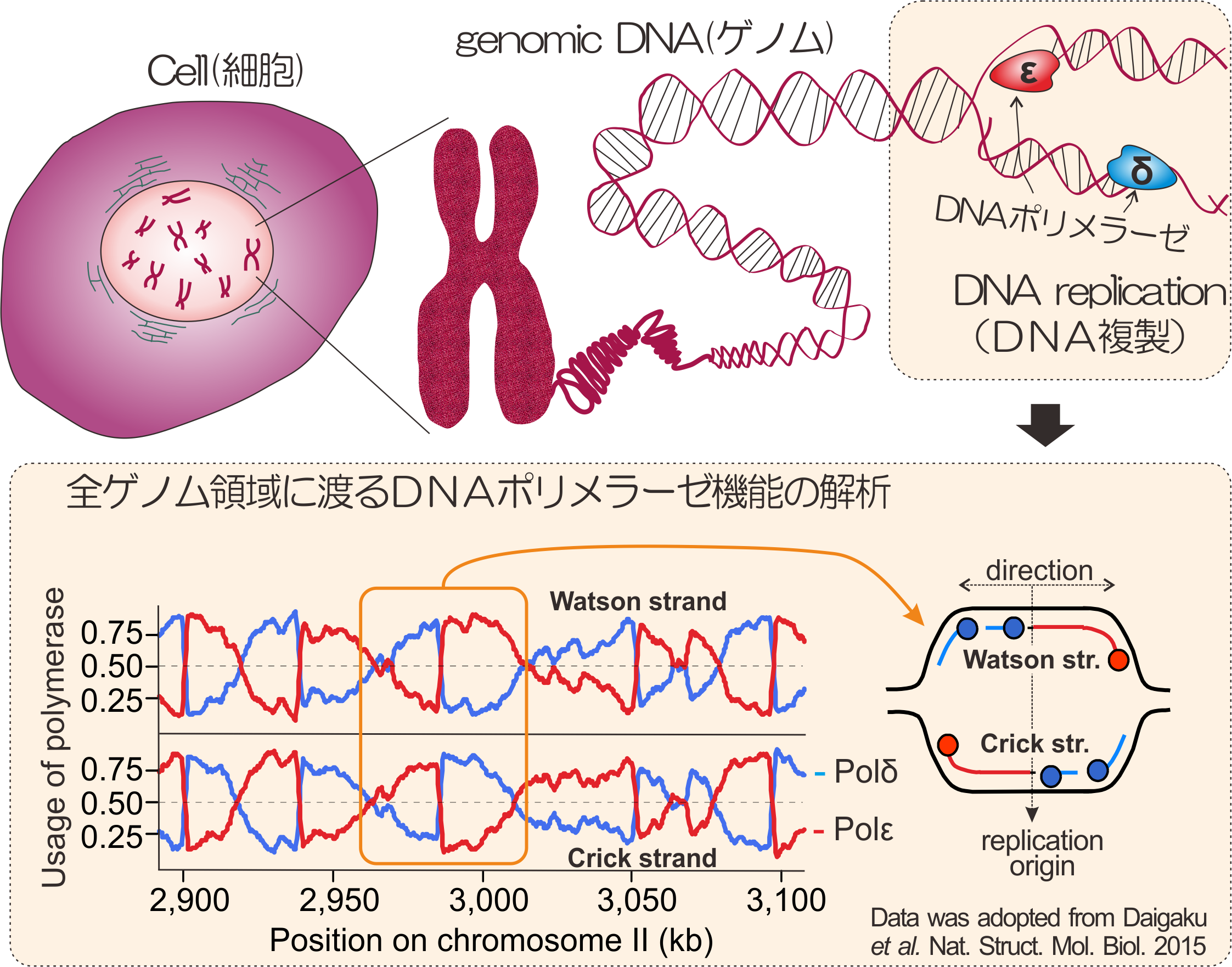 DNAポリラーゼの機能のゲノム科学的解析