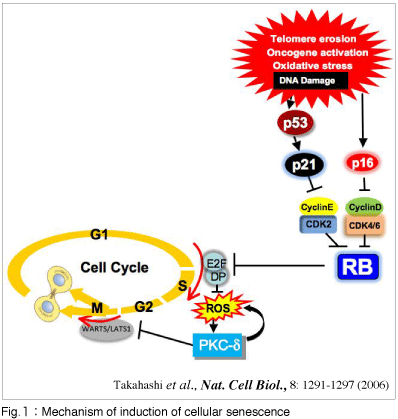 Fig.１：Mechanism of induction of cellular senescence 