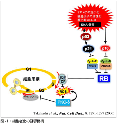 図1　細胞老化の誘導機構