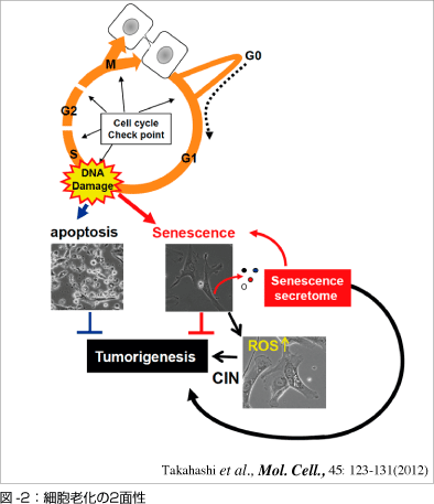 図2　細胞老化の２面性