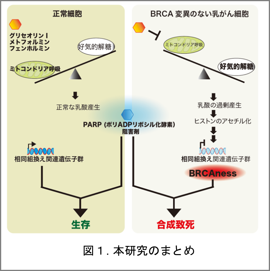 本研究のまとめ